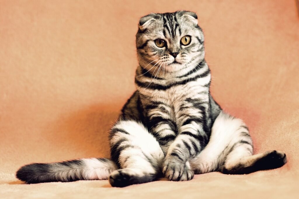 curiosidades incríveis sobre gatos
