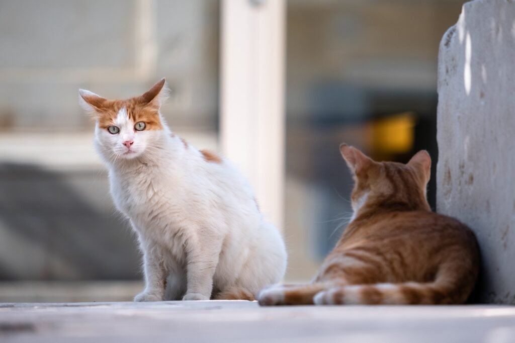 curiosidades incríveis sobre gatos