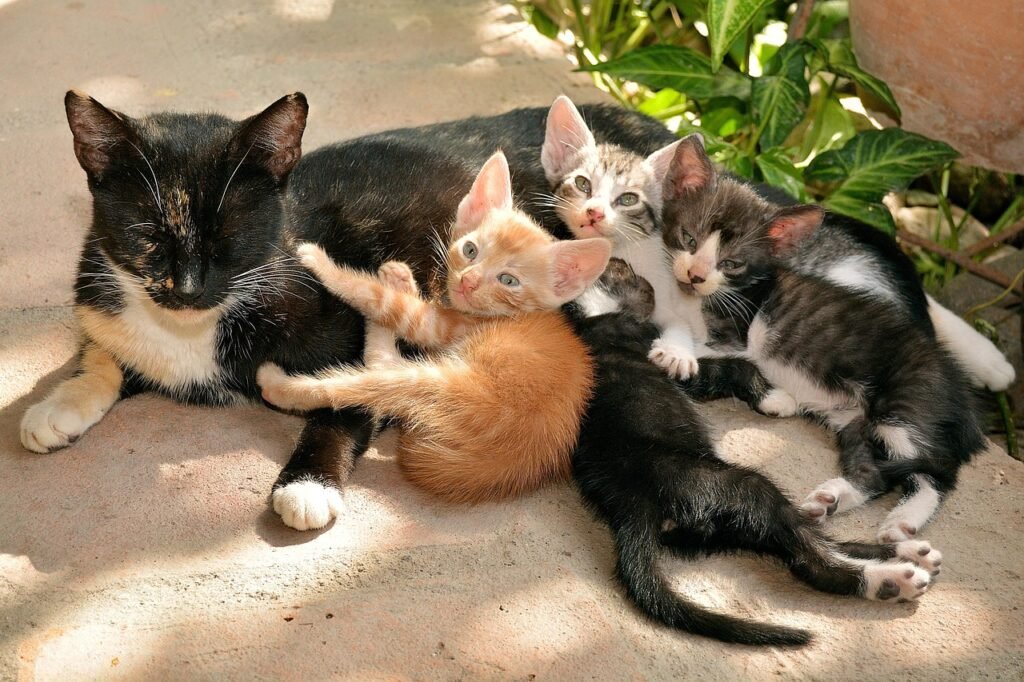 curiosidades incríveis sobre gatos
