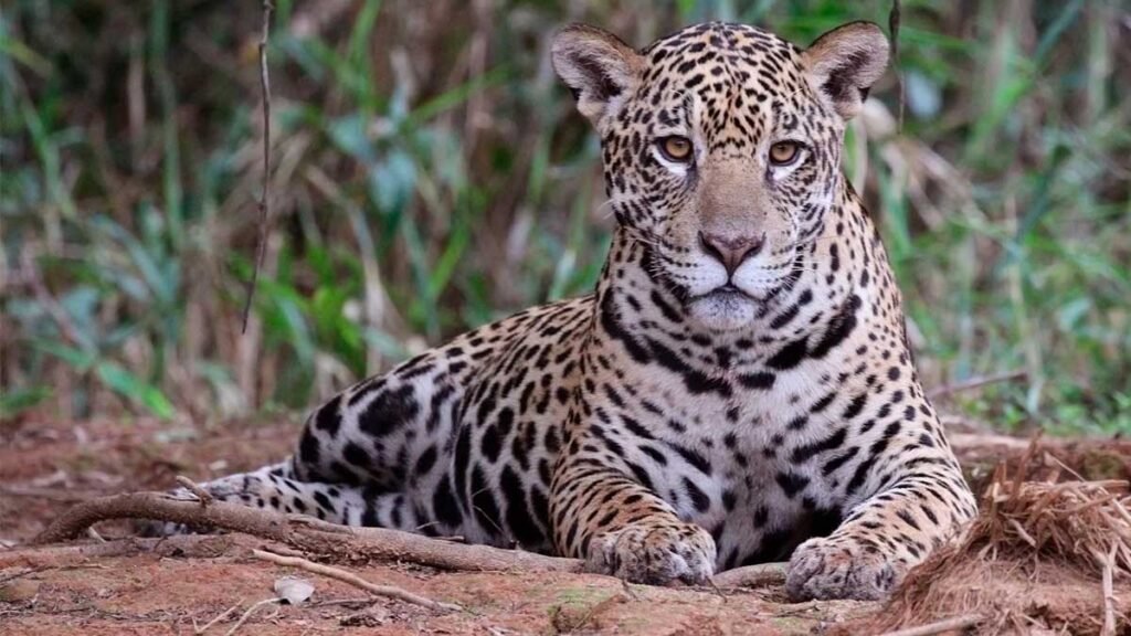 animais ameaçados no Brasil