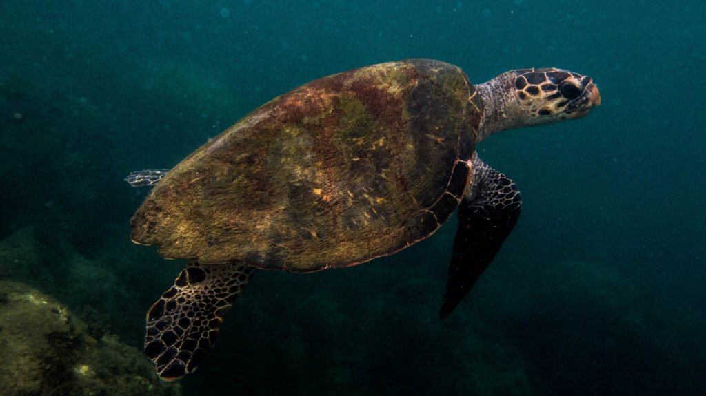 animais em extinção no Brasil