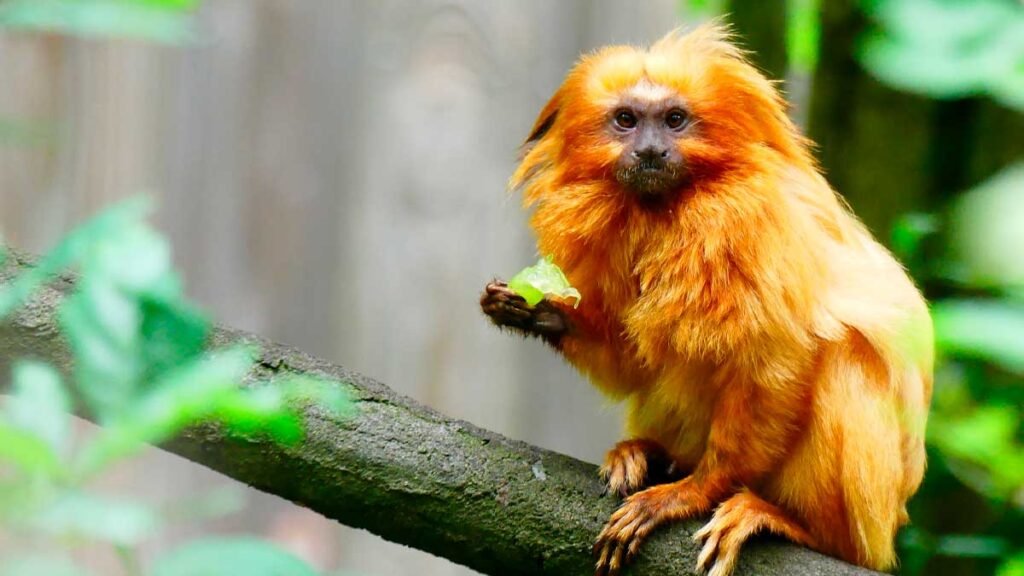 conservação da fauna brasileira