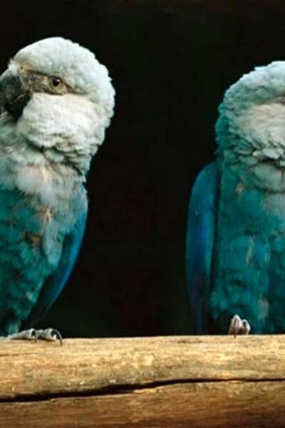 animais em extinção no Brasil