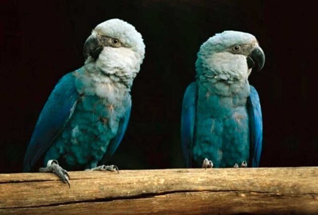 animais em extinção no Brasil