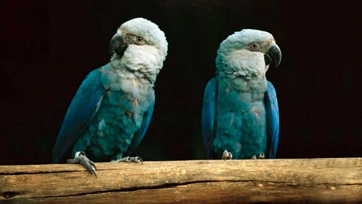 animais em extinção no Brasil